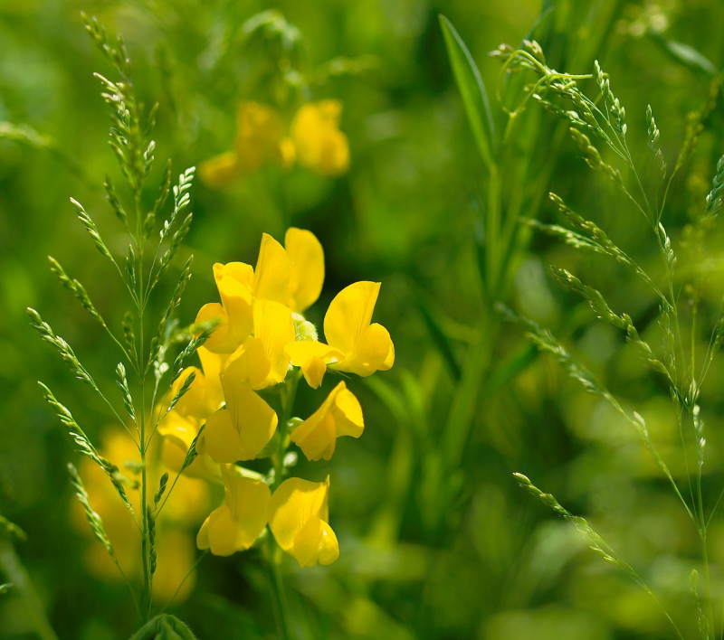 inheemse-planten-klimplanten-tuinborder-natuurlijk-tuinieren